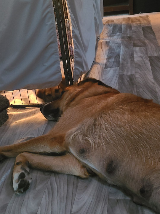chinook dog